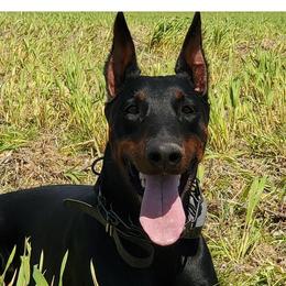 Xena - Doberman Pinscher