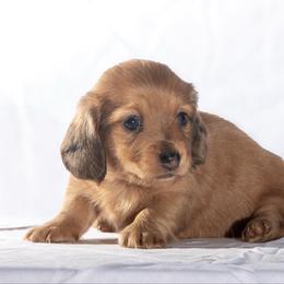 IVee - Dachshund
