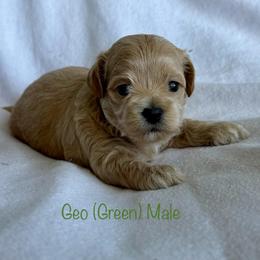 Geo - Cream male Shichon puppy in De Pere, Wisconsin from Kinzor Kennels
