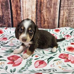 Opal - Piebald female Dachshund puppy in Malad City, Idaho from Mountain Sage Dachshunds