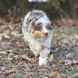 Reeves - Red merle male Miniature Australian Shepherd puppy in Natural Dam, Arkansas from Natural State Aussies
