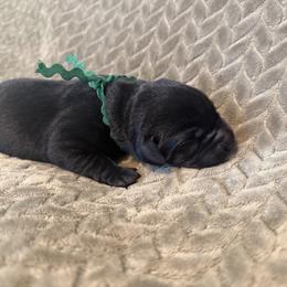Green collar - Black male Labrador Retriever puppy in Gilbert, South Carolina from Crout Kennels