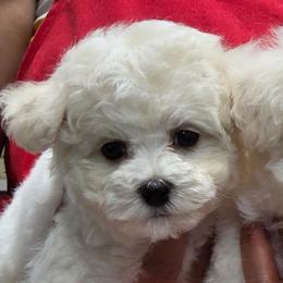 Mira - White and buff female Bichon Frise puppy in Cape Coral, Florida from Arralaine Pups