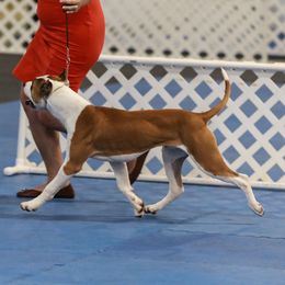 Linus - American Pit Bull Terrier