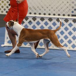 Linus - American Pit Bull Terrier