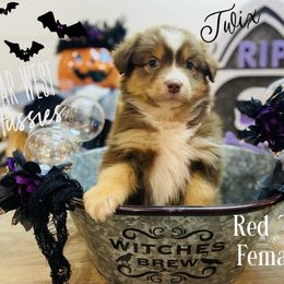 Australian Shepherd Puppies from Far West Aussies