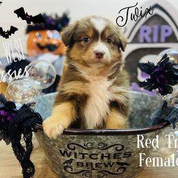 Australian Shepherd Puppies from Far West Aussies