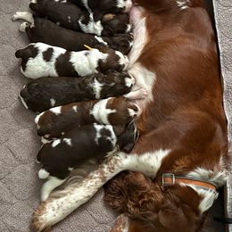 English Springer Spaniel puppies from Homegrown Springers