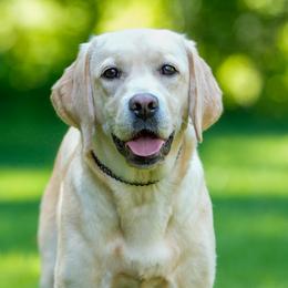 Dani - Labrador Retriever