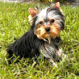 Yorkshire Terrier puppies from Cannon Yorkies
