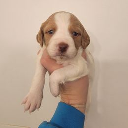 Male 1 - Orange and white male Brittany puppy in Rhoadesville, Virginia from HOMESCHOOLED BRITTANYS LLC