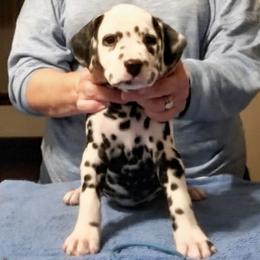Light Blue collar - Rocket - White and black male Dalmatian puppy in Hagerstown, Maryland from Stagecoach Dalmatians