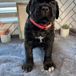 Cane Corso Puppies from Bellissima Cala Cane Corso
