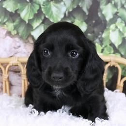 Toji - Dachshund