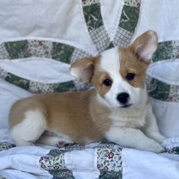 Griffin - White and red male Pembroke Welsh Corgi puppy in Washington, Arkansas from Foxy Knoll Farm