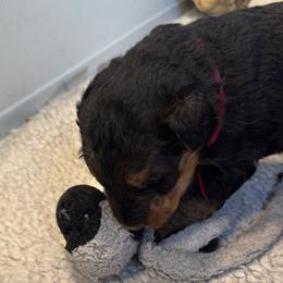 Girl one - Black and tan female Airedale Terrier puppy in Clyde, Ohio from Stillwaters Airedales
