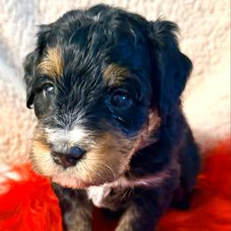 River (green ribbon) - Phantom male Bernedoodle puppy in Fallbrook, California from BFF Bernedoodles