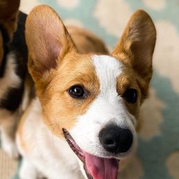 Pembroke Welsh Corgis from Prairie Pembrokes