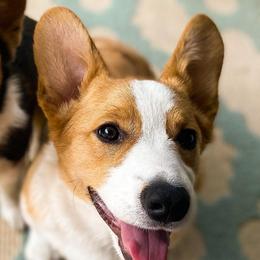 Pembroke Welsh Corgis from Prairie Pembrokes