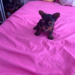 Junior - Blue and gold male Yorkshire Terrier puppy in Los Angeles, California from Munoz yorkies