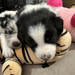 Border Collie Puppies from Roaring River Border Collies