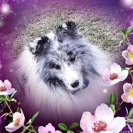 Mac - Shetland Sheepdog