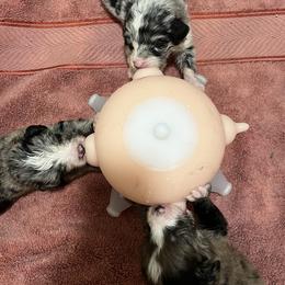 Aussiedoodle, Australian Shepherd, and Other Puppies from RoseWest Farms
