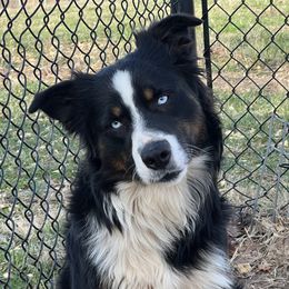 Binx - Miniature Australian Shepherd