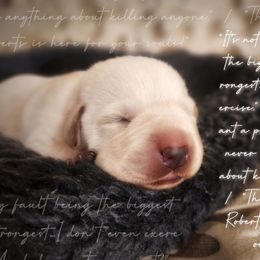 Fezzik - Yellow male Labrador Retriever puppy in Cocoa, Florida from Harrison's Lakeside Labradors LLC