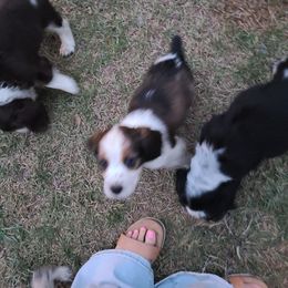 English Springer Spaniel Puppies from Savannah River Springers