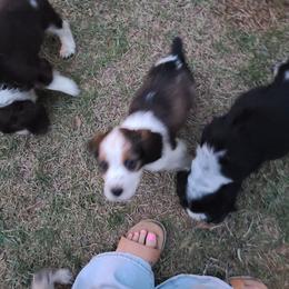 English Springer Spaniel Puppies from Savannah River Springers