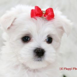 Maltese Puppies from Rockin Rivers AKC Maltese & Malshi's