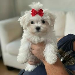 Korean Gadget - White male Maltese puppy in Mooresville, North Carolina from Clearview Canines