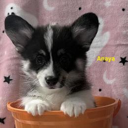 Anaya - Black and tan female Pembroke Welsh Corgi puppy in Murchison, Texas from Cattal Corgis