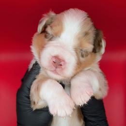 Quinn5Boy1- RMM,NBT, blue eyes likely, CHIC-OFA-DNA-AKC Titled Parents - Red merle male Australian Shepherd puppy in South Hill, Virginia from Silverside Aussies LLC