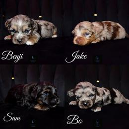 Aussiedoodle and Australian Shepherd Puppies from Legacy Farm