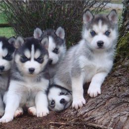 Pomsky and Siberian Husky Puppies from Hudson’s Huskies & Pomskies