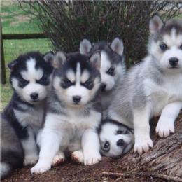 Pomsky and Siberian Husky Puppies from Hudson’s Huskies & Pomskies