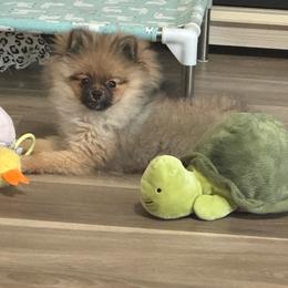 Sox - Orange sable male Pomeranian puppy in Wilmington, North Carolina from Sparkle Plenty Poms