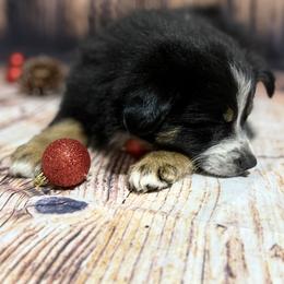 Miniature Australian Shepherd Puppies from Peace Creek Aussies