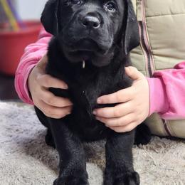 Purple Collar - Black female Labrador Retriever puppy in Yelm, Washington from Prince Labradors
