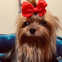 Glinda - Yorkshire Terrier