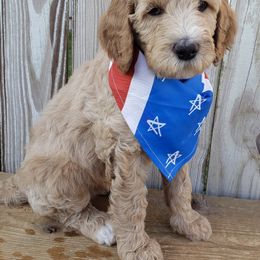Goldendoodle Puppies from Penny Doodles