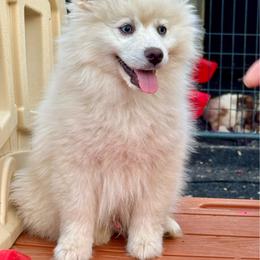White male - White male Pomsky puppy in Lemon Cove, California from Magic Ranch Mini Aussies