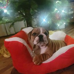 Wyatt - Red male Bulldog puppy in Missoula, Montana from Dazzle's Bulldogs