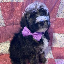 Purple - female Bernedoodle puppy in Delton, Michigan from Rocky Top Acres