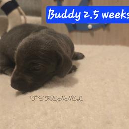 Buddy - Blue and cream male Dachshund puppy in Poplarville, Mississippi from T's Kennel