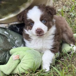 Rangler - tiny blue eyed toy - Red tri male Miniature Australian Shepherd puppy in Signal Mountain, Tennessee from D & D Miniature and Toy Australian Sheppards