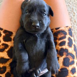 Sid - Black male Labrador Retriever puppy in Richfield, Utah from Stormy River Retrievers