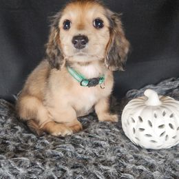 Dachshund Puppies from Mighty Paws Manor